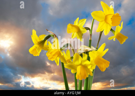 Narzissen vor einem Sonnenuntergang Himmel. Stockfoto