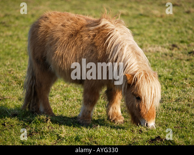 Beweidung Shetlandpony hellbraune Farbe mit lange Wollhaar Fell in einem Rasen Feld Essen Stockfoto