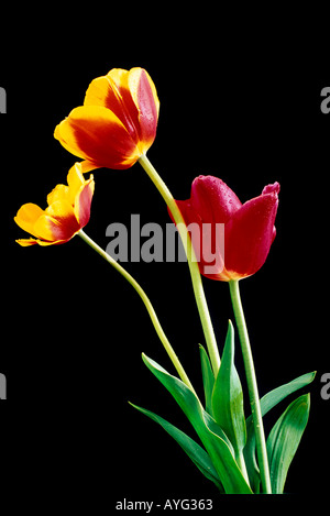 drei Tulpen auf schwarzem Hintergrund Stockfoto