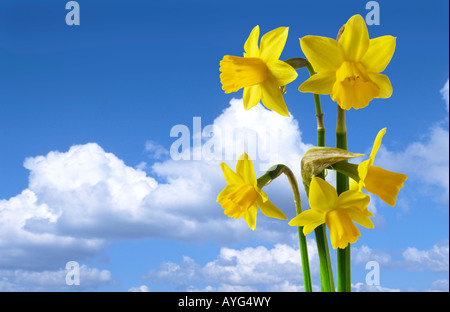 Narzissen vor blauem Himmel mit Wolken. Stockfoto