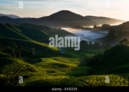 Sonnenaufgang über einer Teeplantage Cameron Highlands in Malaysia Stockfoto