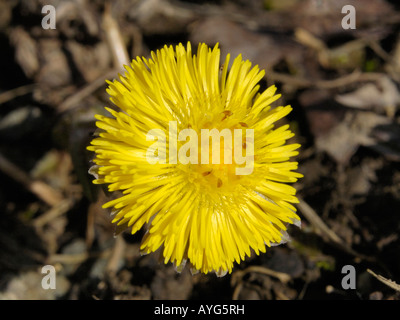 Colt Fuß, Tussilago farfara Stockfoto