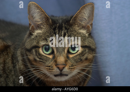 Große Mackerel Tabby Katze mit überrascht und leicht verwirrten Ausdruck auf seinem Gesicht direkt in die Kamera schaut Stockfoto