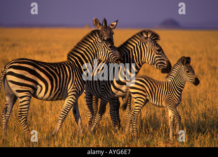 Burchell Zebra, Bumi Hills Area, Kariba See, Mashonaland West Province, Simbabwe, Afrika Stockfoto