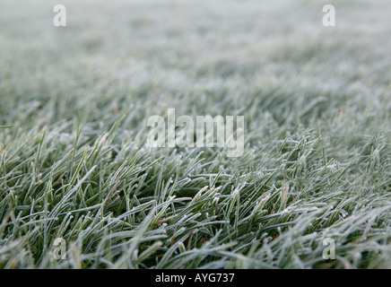 am frühen Morgen Frost lange Gras im Garten Stockfoto