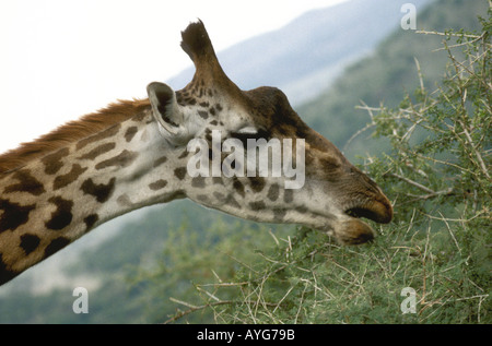 Surfen auf einer Akazie in der Serengeti Nationalpark Tansania Ostafrika Masai-Giraffe Stockfoto