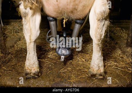 Melkmaschine auf das Euter einer Kuh auf einem Milchviehbetrieb in Upstate New York Stockfoto