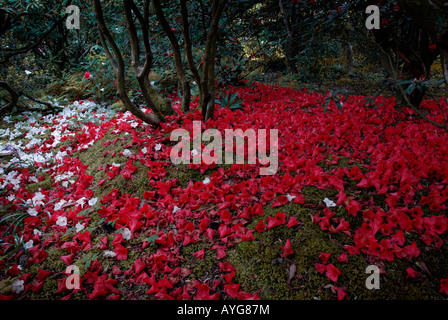 Gefallenen Rhododendron und Azalee blüht, Spätfrühling. North Wales UK. Stockfoto