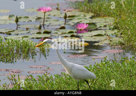 Silberreiher an der Hong Kong Wetland Park Hong Kong SAR China Stockfoto