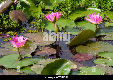 Wasser-Lilien auf der Hong Kong Wetland Park Hong Kong SAR China Stockfoto