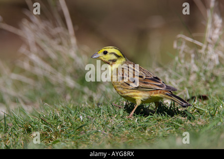 Männlichen Goldammer Emberiza Citrinella auf Boden Fütterung Potton Bedfordshire Stockfoto