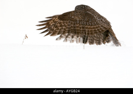 Einen großen grau-Eule fliegt, von Schnee bedeckten Boden nach dem Versuch zum Beutefang Stockfoto