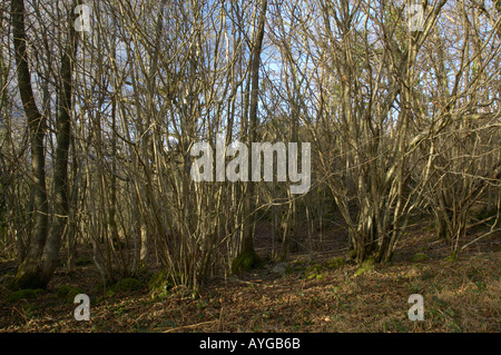 Rundschnitt Hasel Wald Cumbria Stockfoto