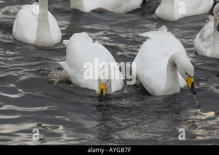 Whooper Schwäne Cygnus Cygnus Fütterung an Martin Mere Naturschutzgebiet Stockfoto