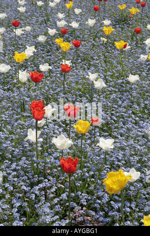 Tulpen blühen in einem Bett von Vergissmeinnicht an einem Frühlings-Nachmittag in den Rat-Gärten am alten Stadt Swindon Stockfoto