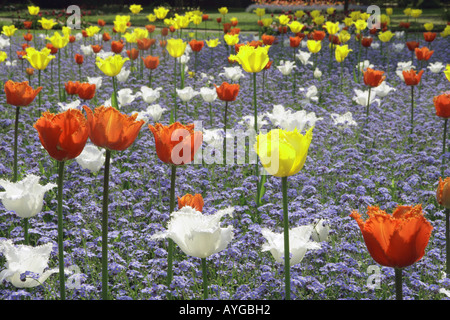 Tulpen blühen in einem Bett von Vergissmeinnicht an einem Frühlings-Nachmittag in den Rat-Gärten am alten Stadt Swindon Stockfoto