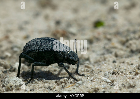 Afrika-Botswana-Okanvango-Delta-Makro Nahaufnahme kleine Käfer krabbeln in der Kalahari-Wüste Stockfoto