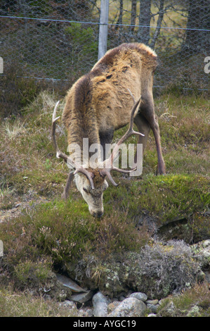 Rothirsch Cervus Elaphus neben dem Fluss Dee in Perthshire Schottland mit Rehen Beweis Zaun hinter Stockfoto