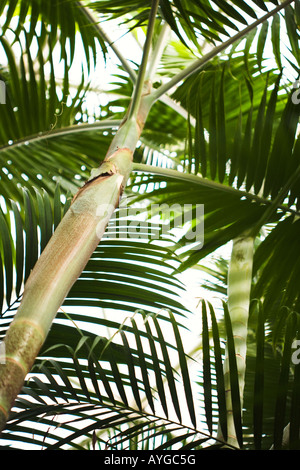 Areca oder Schmetterling palm Madagaskar Stockfoto