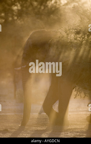 Kühlt sich Afrika Botswana Makgadikgadi Pfannen Nationalpark Bull Elefant Loxodonta Africana mit Staubwolke Stockfoto