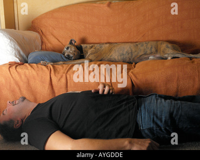 Windhund auf Sofa beim Besitzer liegt am Boden Stockfoto