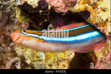 Halten Fangblenny, Plagiotremus Rhinorhynchos, spähte aus einem Loch im Riff Stockfoto