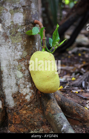 Jackfrüchte in das Vallée de Mai, Praslin, Seychellen Stockfoto