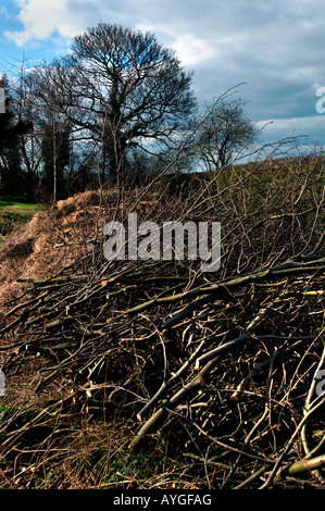 Reduzieren Sie Äste, häuften sich In einen Garten. Stockfoto