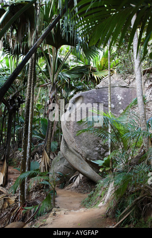 Der Wald von Vallee de Mai, Praslin, Seychellen Stockfoto