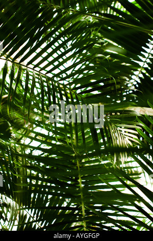 Areca oder Schmetterling palm Madagaskar Stockfoto