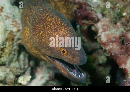 Afrika Kenia Watamu Marine National Park Giant Moray Eel Gymnothorax Javanicus stochert Kopf aus Spalt Stockfoto