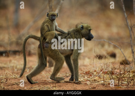 Afrika Botswana Chobe National Park Säugling Chacma Pavian Papio Ursinus reitet auf Mütter wieder durch Mopane Wald Stockfoto