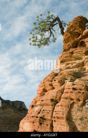 Gelb-Kiefer (Pinus Ponderosa) auf Sandstein, Zion Nationalpark, UTAH Stockfoto