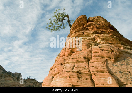 Gelb-Kiefer (Pinus Ponderosa) auf Sandstein, Zion Nationalpark, UTAH Stockfoto