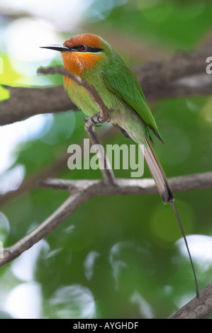 Bohm Bee Eater (Merops Boehmi) Stockfoto