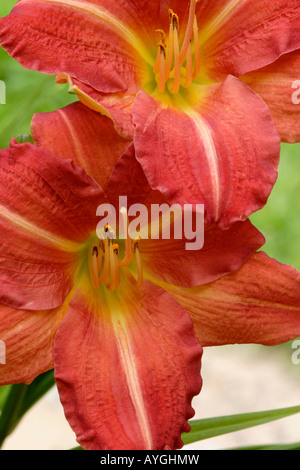 Taglilie (Hemerocallis Fulva) Blumen nah oben, England, UK Stockfoto