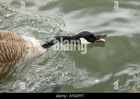 Ein Schwan schwimmen Stockfoto