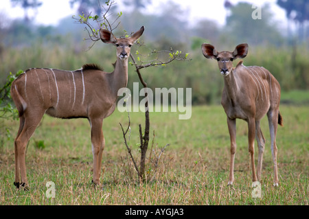 Weibliche große Kudu (Tragelaphus Strepsiceros) Stockfoto