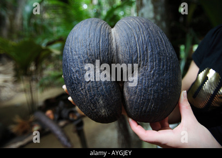 Kleine Coco de Mer-Praslin-Seychellen Stockfoto