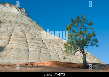 Gelb-Kiefer (Pinus Ponderosa) und Checkerboard Mesa, Zion Nationalpark, UTAH Stockfoto