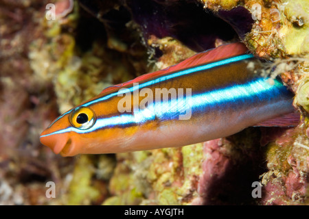 Halten Fangblenny, Plagiotremus Rhinorhynchos, spähte aus einem Loch im Riff Stockfoto