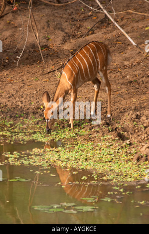 Nyala am Wasserloch (Tragelaphus Angasi) Stockfoto