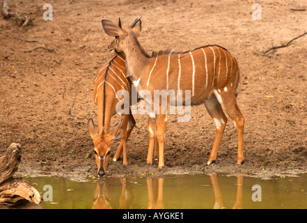 Nyala trinken am Wasserloch (Tragelaphus Angasi) Stockfoto