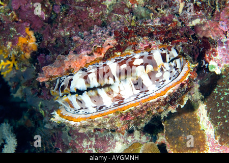 Spondylus oder Riesen dornige Oyster Shell, Spondylus Varius, zeigt den Mantel. Früher bekannt als Spondylus Platzleitung. Stockfoto