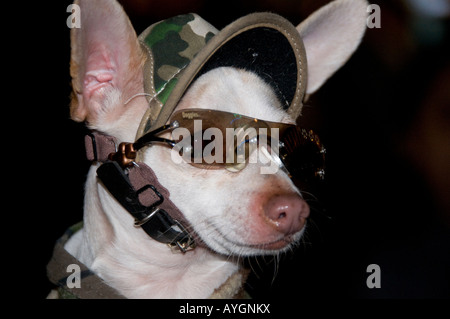 Chihuahua Hund verkleidet mit Sonnenbrille Stockfoto