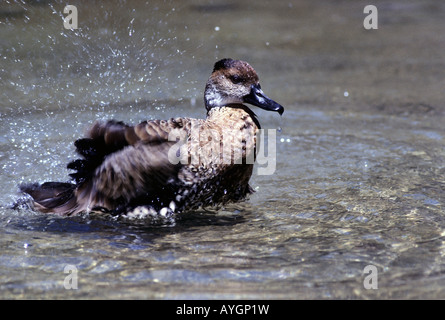 Schwarz-Abrechnung/kubanischen/Baum Ente/Pfeifen - Ente Dendrocygna Arborea-Familie Anatidae Stockfoto