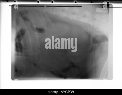 Ein X-ray hängen von einem x-ray viewer zeigt eine massiv vergrößerte Niere in einen Hund (hydronephrose) Stockfoto