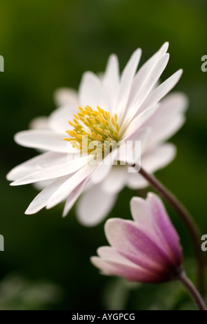 ANEMONE BLANDA WEIßE PRACHT AGM Stockfoto