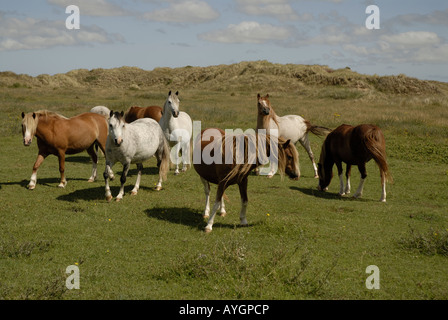 Welsh Ponys auf Newborough Warren Dune System. Anglesey, Nord Wales UK. Stockfoto