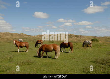 Welsh Ponys auf Newborough Warren Dune System. Anglesey, Nord Wales UK. Stockfoto